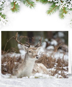 Resting Stag Christmas Card