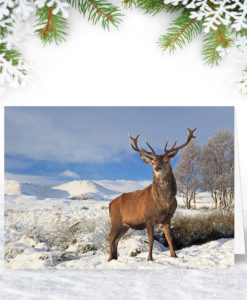 Winter Stag Christmas Card