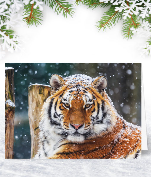 Siberian Tiger Christmas Card