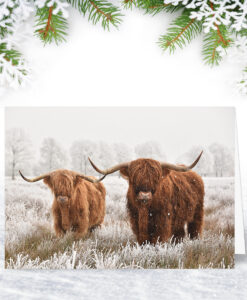 Highland Cows Christmas Card